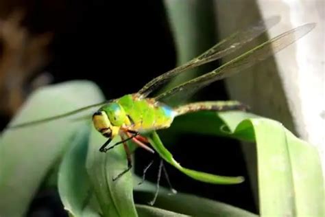 蜻蜓 預兆|【家裡飛進蜻蜓】家裡飛進蜻蜓，代表好運還是厄運？揭密蜻蜓飛。